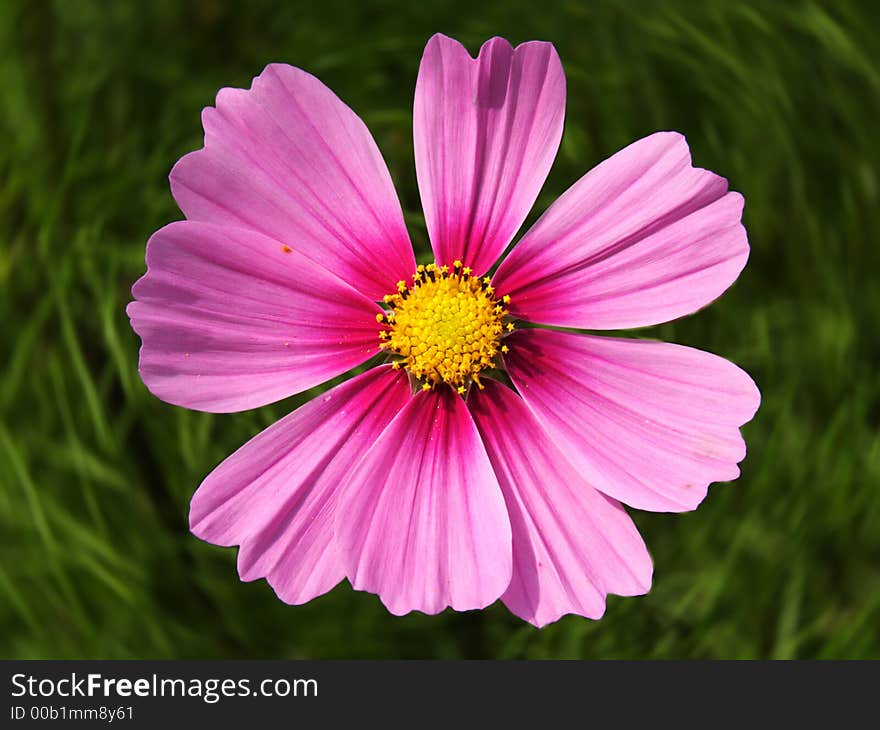 Pink Flower