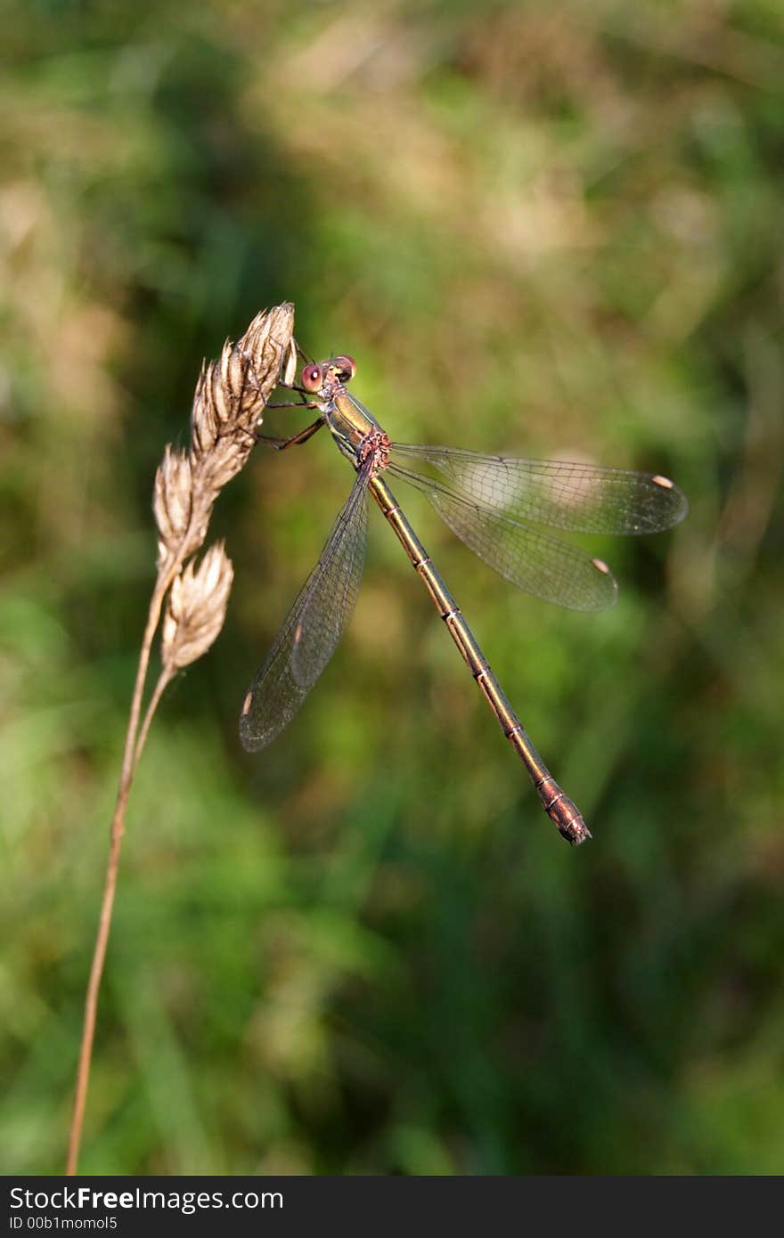 Damselfly On A Straw.