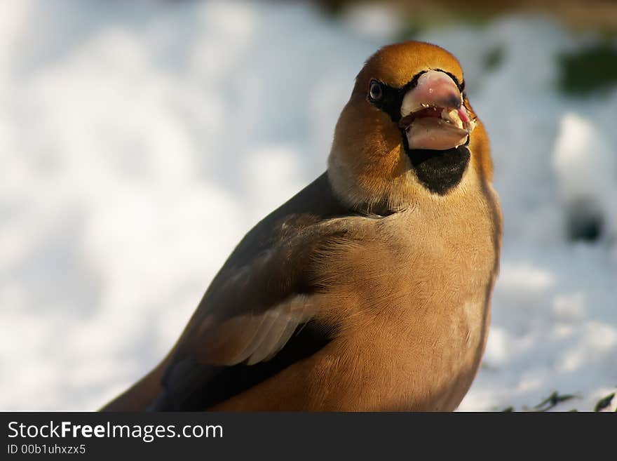 Grosbeak beard eating seeds in the winter scenic. Grosbeak beard eating seeds in the winter scenic