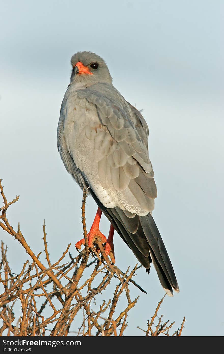 Pale Chanting goshawk