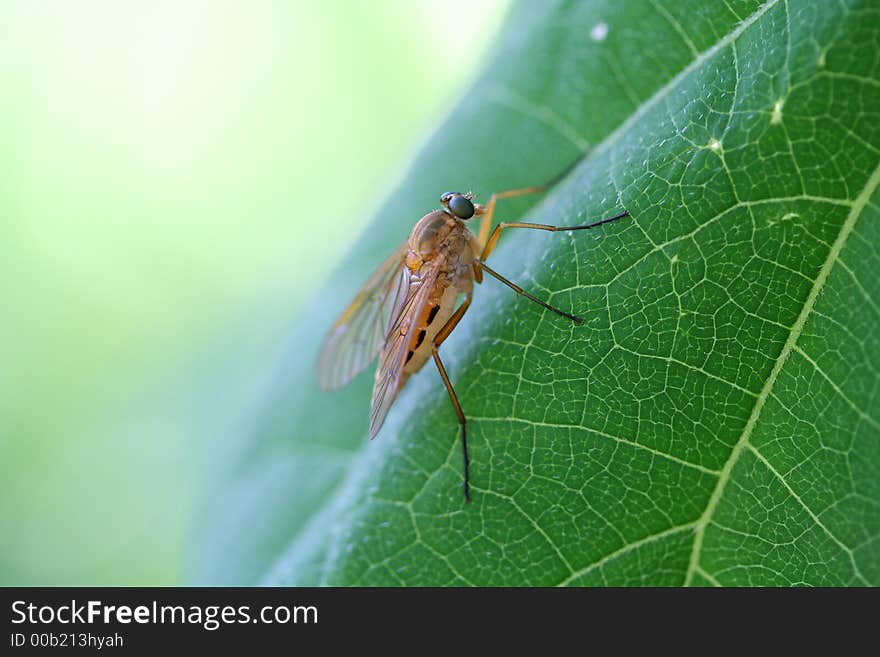 The unknown insect sits on a green leaf of a plant. The unknown insect sits on a green leaf of a plant