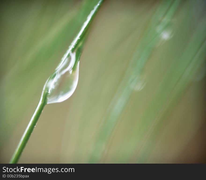 Detail of drop on green background