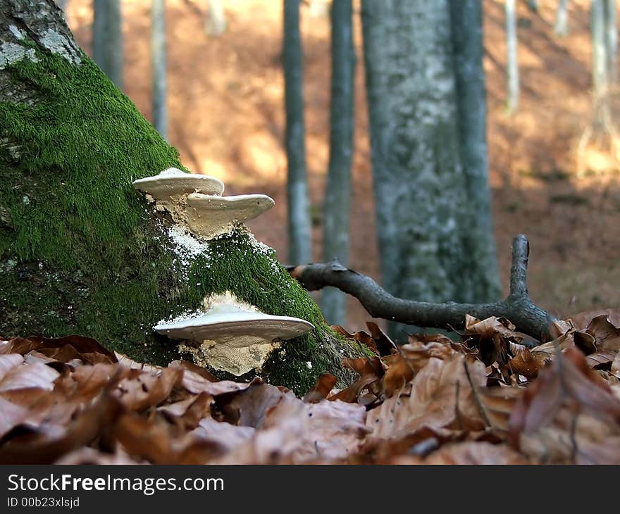 On the autumn the wood is beautiful. On the autumn the wood is beautiful