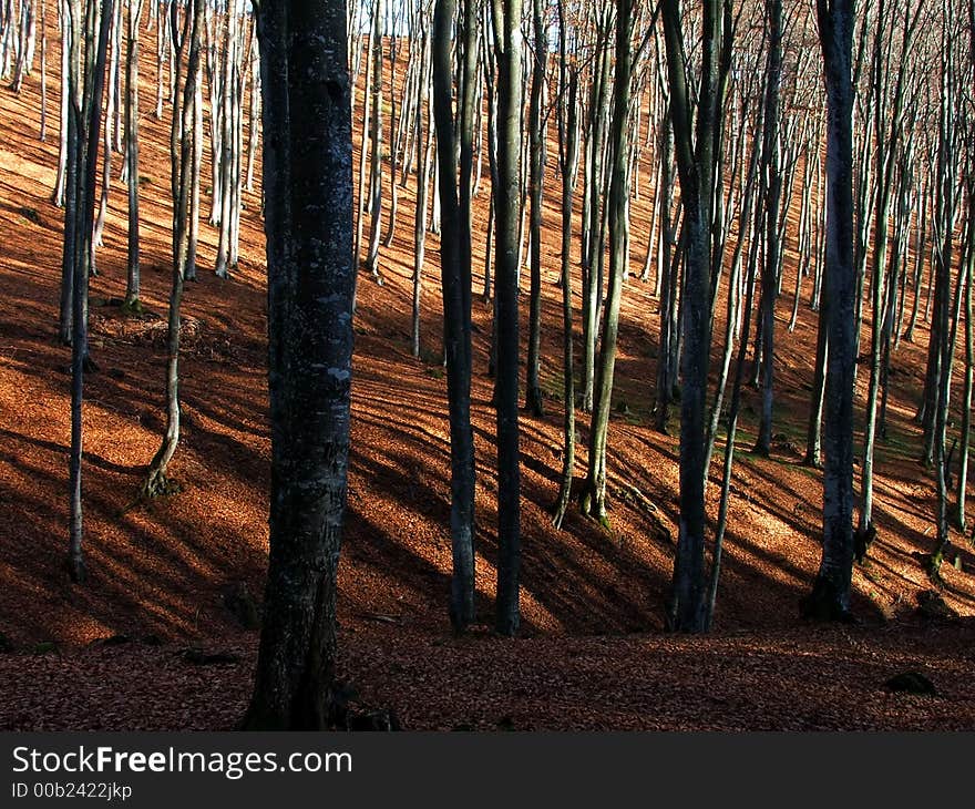 The lights in the forest are beautiful. The lights in the forest are beautiful