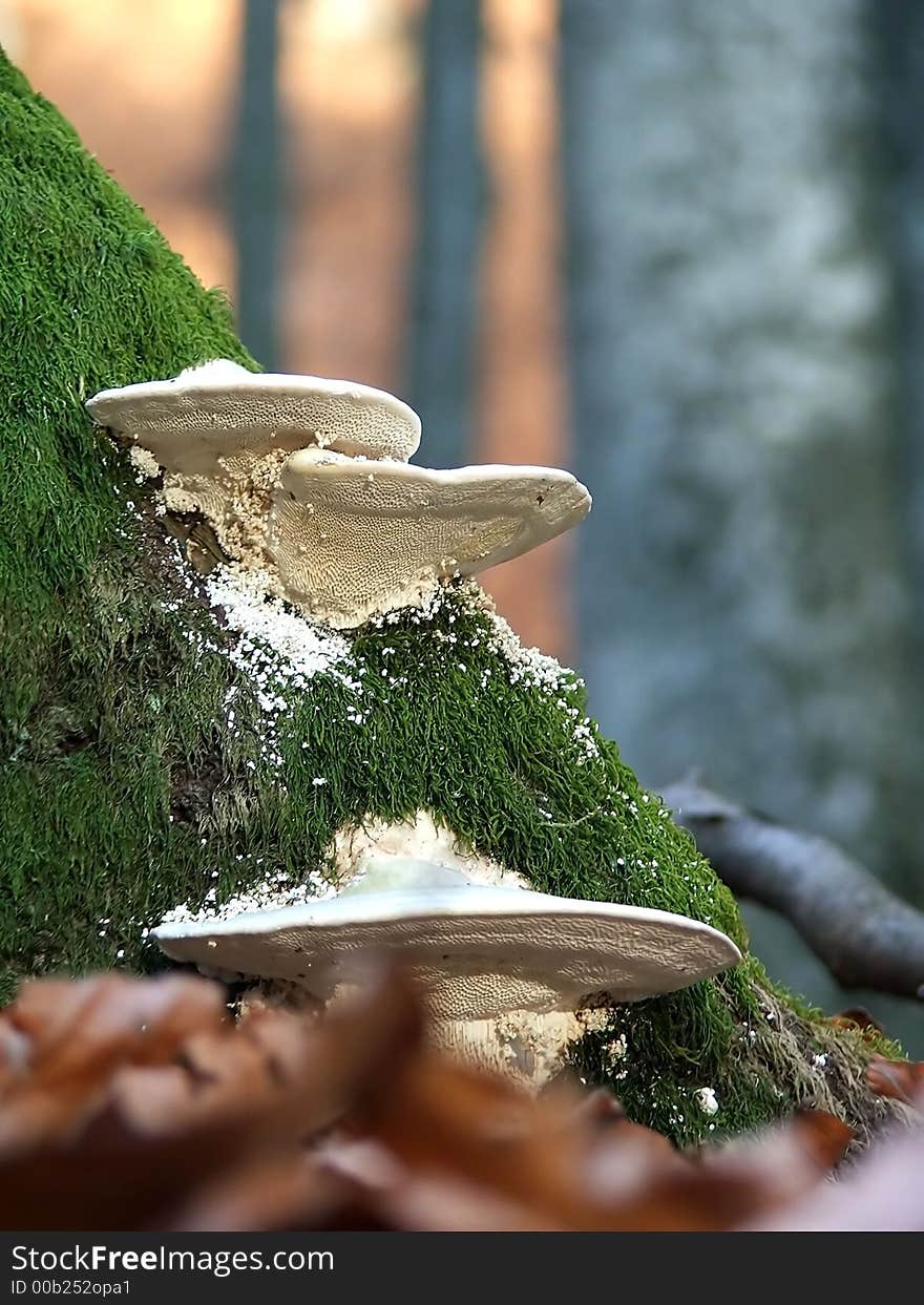 Mushrooms and moss