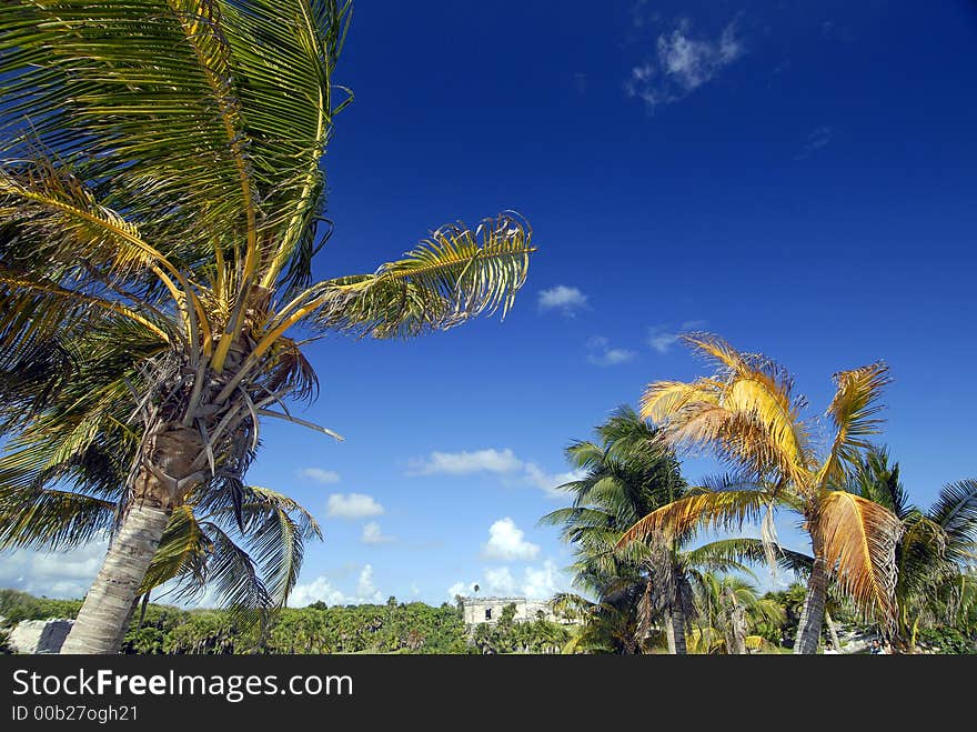 Palms in the wind at Tulum, Mexico. Palms in the wind at Tulum, Mexico