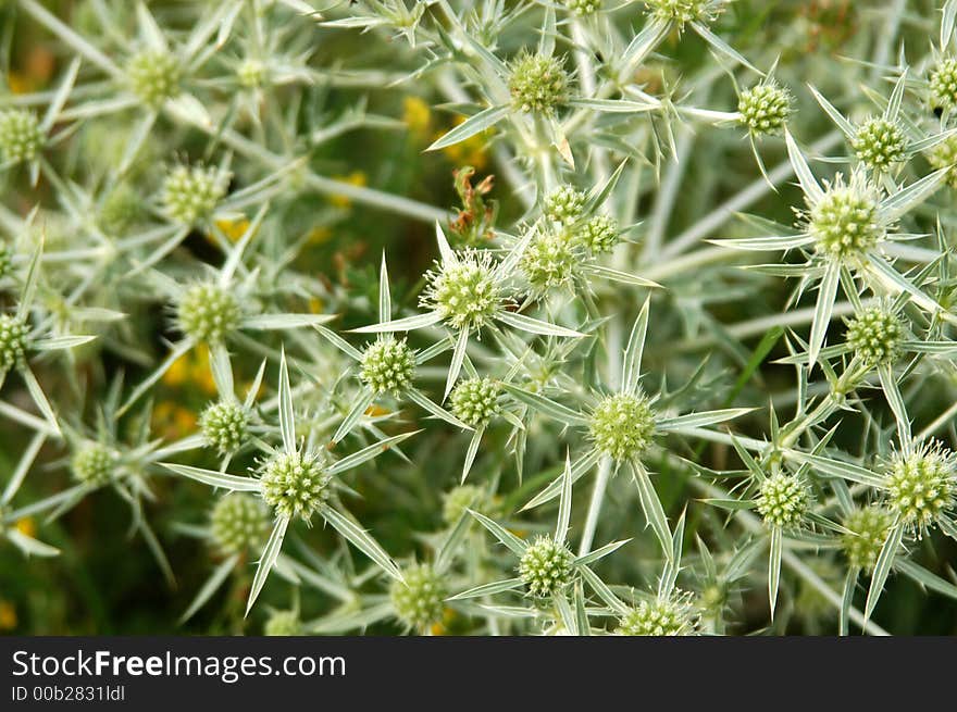 Decorative thistle in the garden. Decorative thistle in the garden