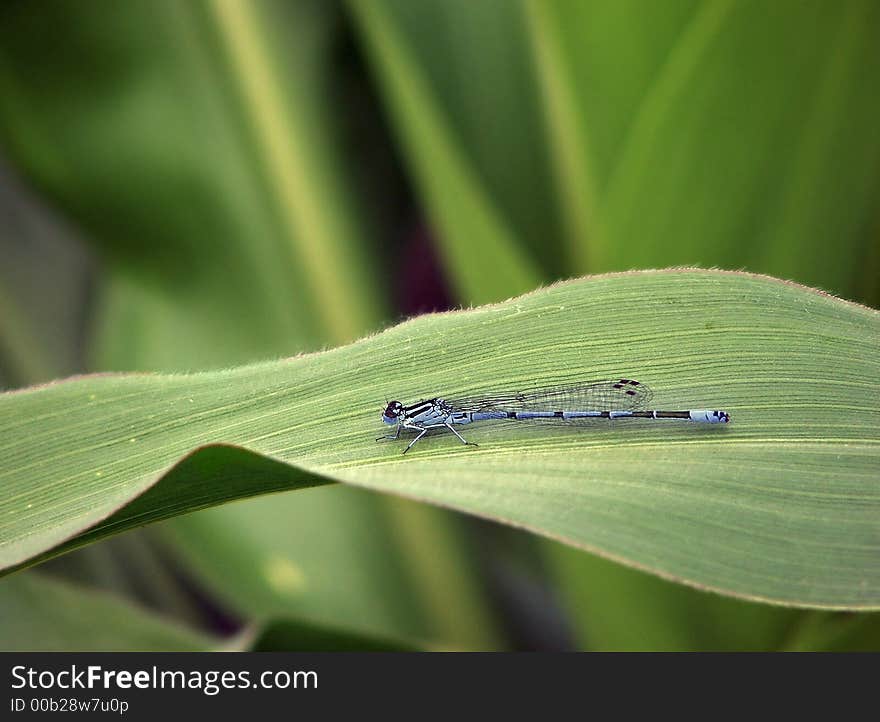 DragonFly