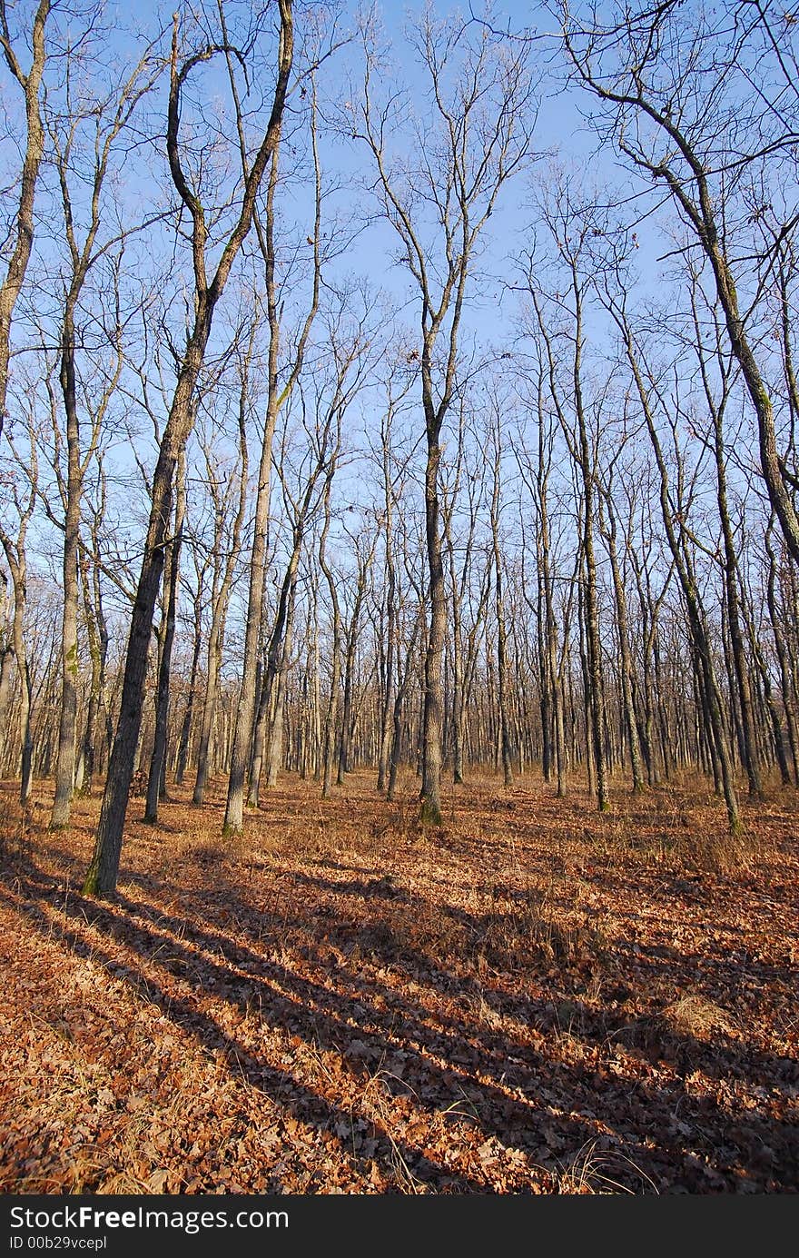 Forest in autumn