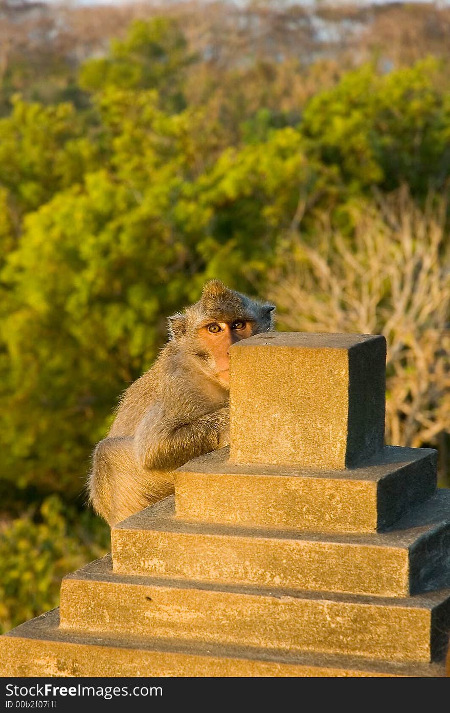 Monkey in a Temple