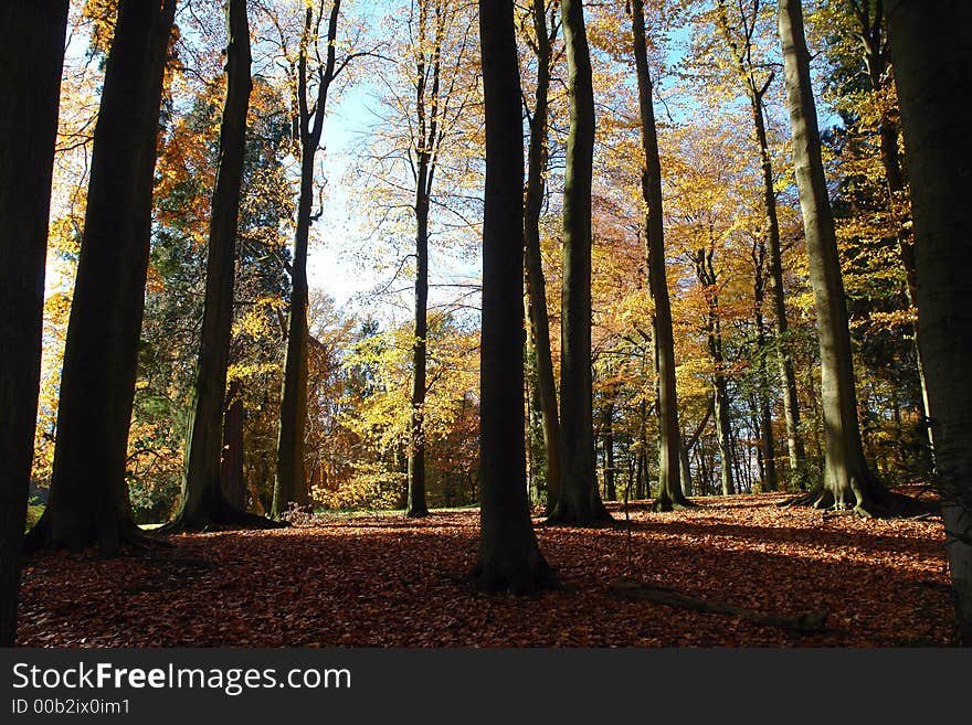 European colorful forest will tall trees in autumn and golden leaves on the soil. European colorful forest will tall trees in autumn and golden leaves on the soil.