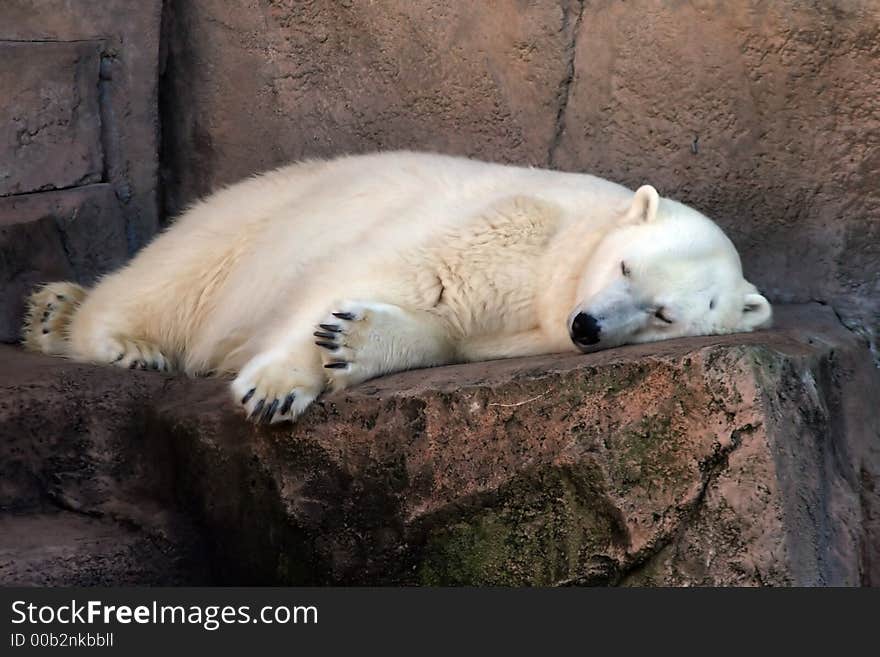 A Big Polar Bear napping at the zoo