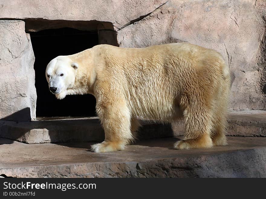 Polar Bear Walking