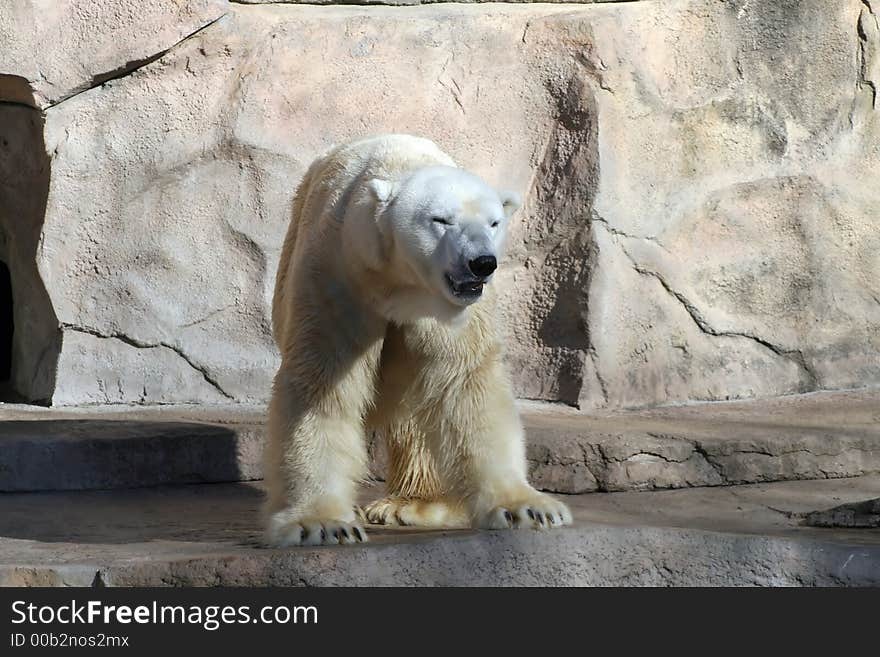 Polar Bear Walking