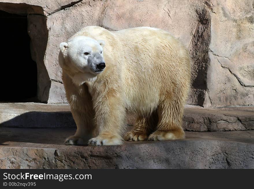 Polar Bear Walking