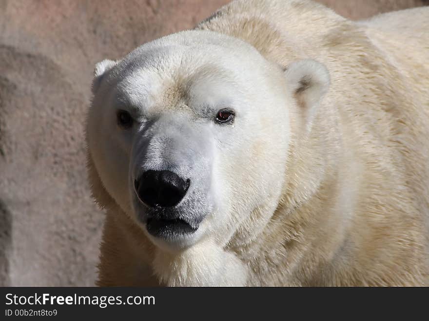 Polar Bear