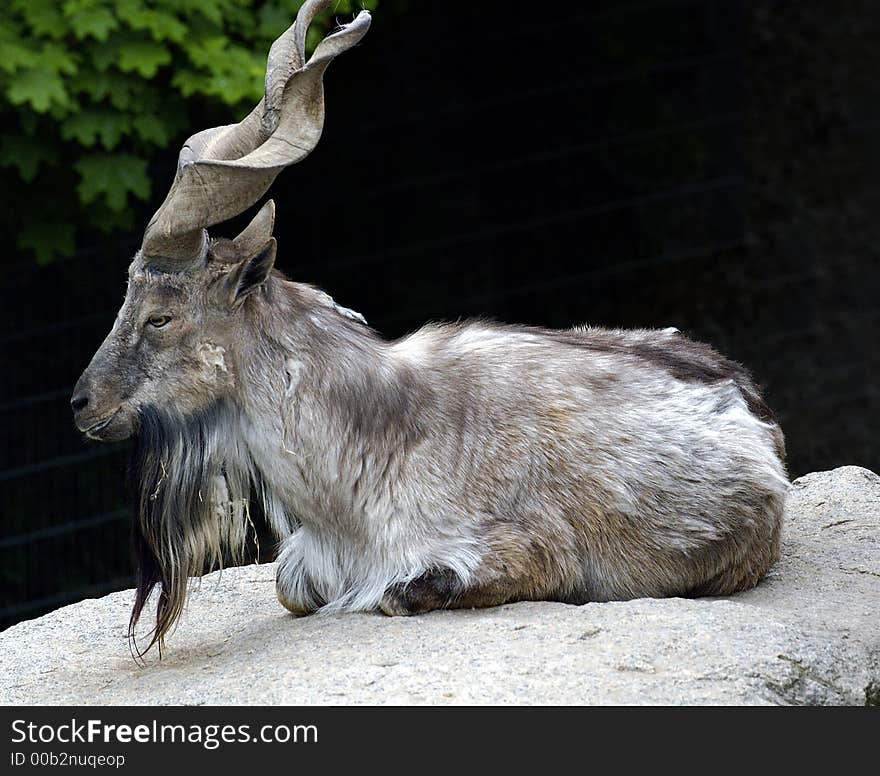 Long horned ram lying on rock. Long horned ram lying on rock