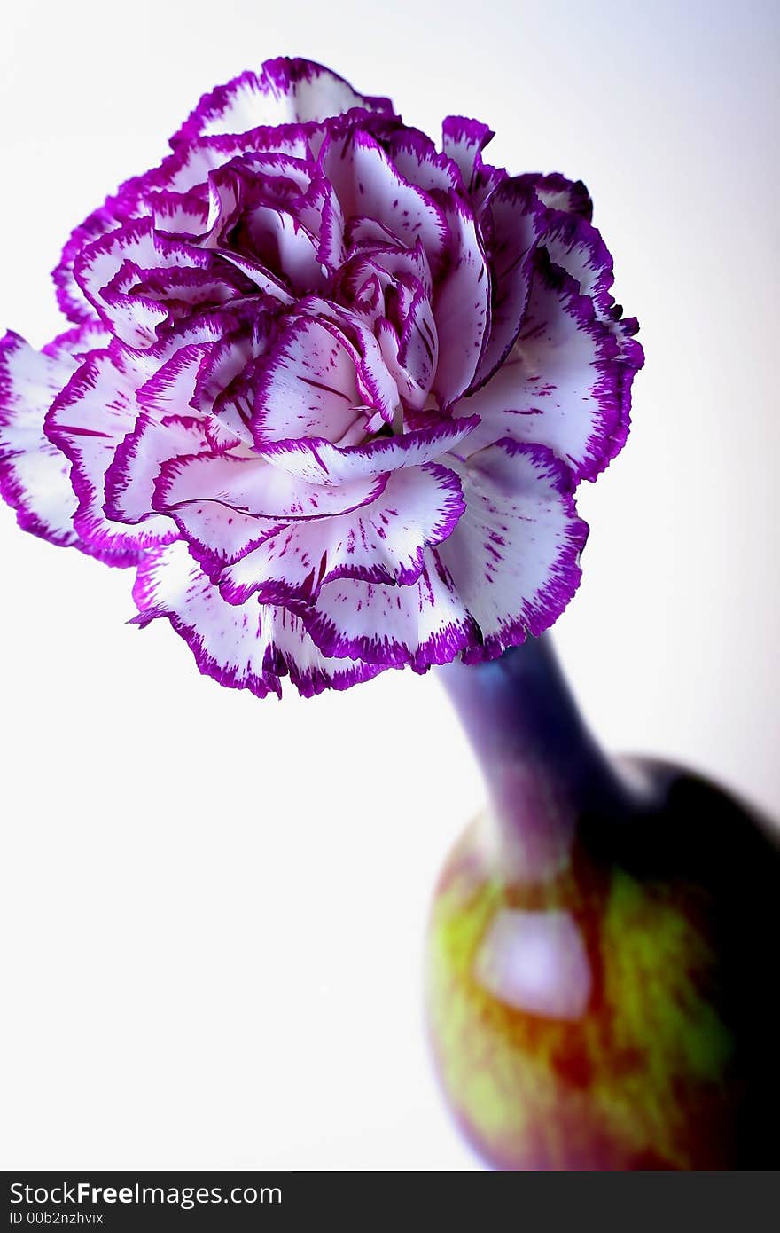 Purple and white variegated carnation and multi colored vase. Purple and white variegated carnation and multi colored vase.