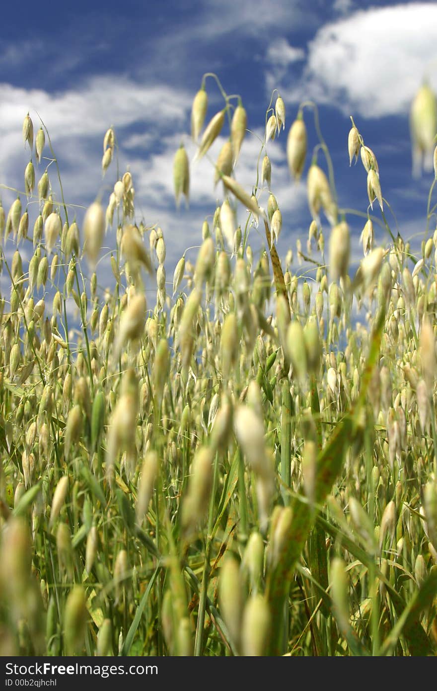 Ripe wheat ears over a blue sky. Ripe wheat ears over a blue sky.