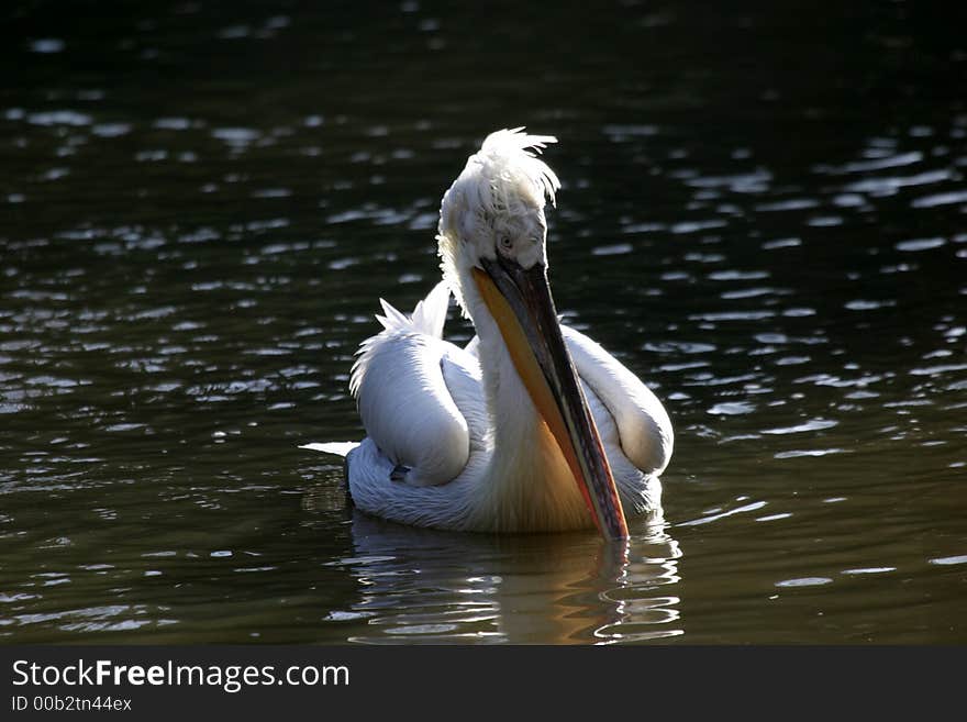 Pelican (Pelecanus)