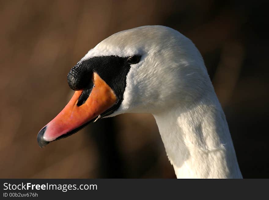 Mute Swan (Cygnus Olor)