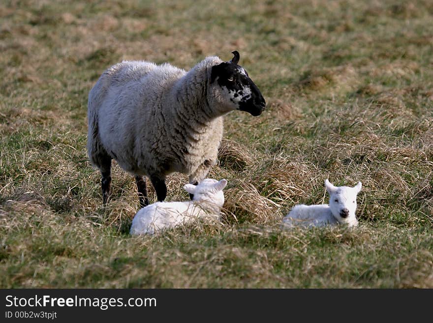 Sheep And Lambs