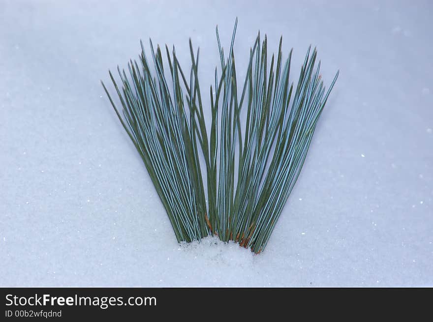 . New year. Christmas. A snow. Lays. Winter. Fluffy. Beautifully.. A plant. A still-life. Needles. Green. It is a lot of