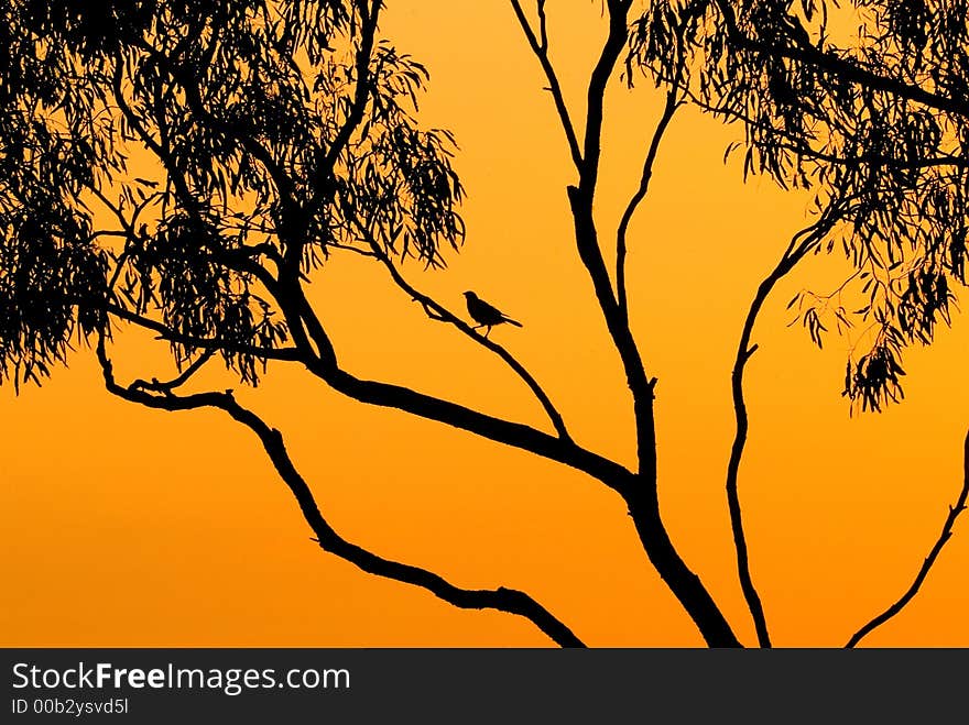 Sunset , and a solitary birdis silhouetted against  the vast orange sky. Sunset , and a solitary birdis silhouetted against  the vast orange sky.