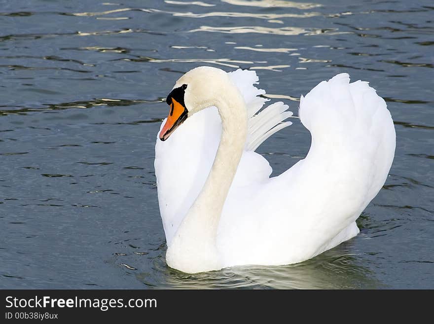 A swan on the lake. A swan on the lake