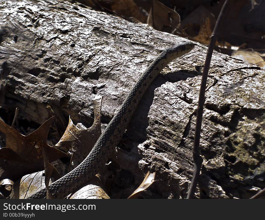 Garter snake on log