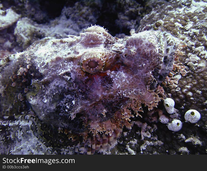 Head Of  Scorpionfish