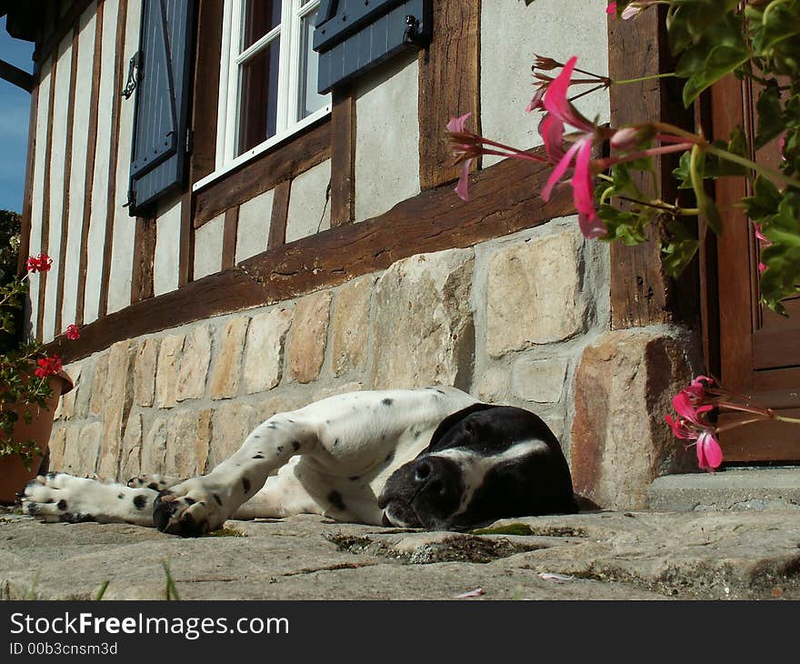 The dog is a braque d'auvergne, the house is build in traditional normandy style. The dog is a braque d'auvergne, the house is build in traditional normandy style