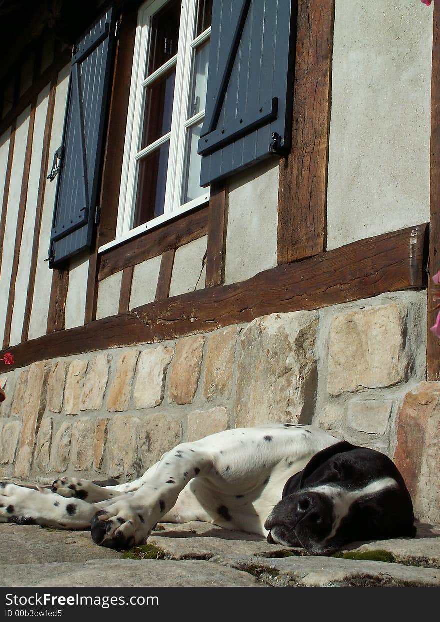 The dog is a braque d'auvergne, the house is build in traditional normandy style. The dog is a braque d'auvergne, the house is build in traditional normandy style