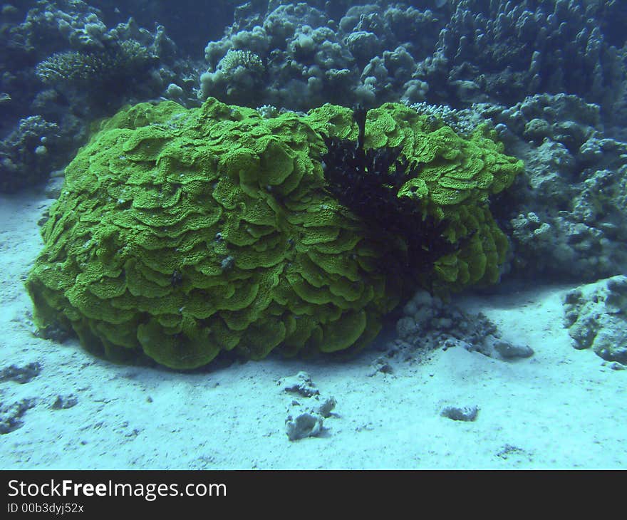 Big green coral and black coral tree. Big green coral and black coral tree