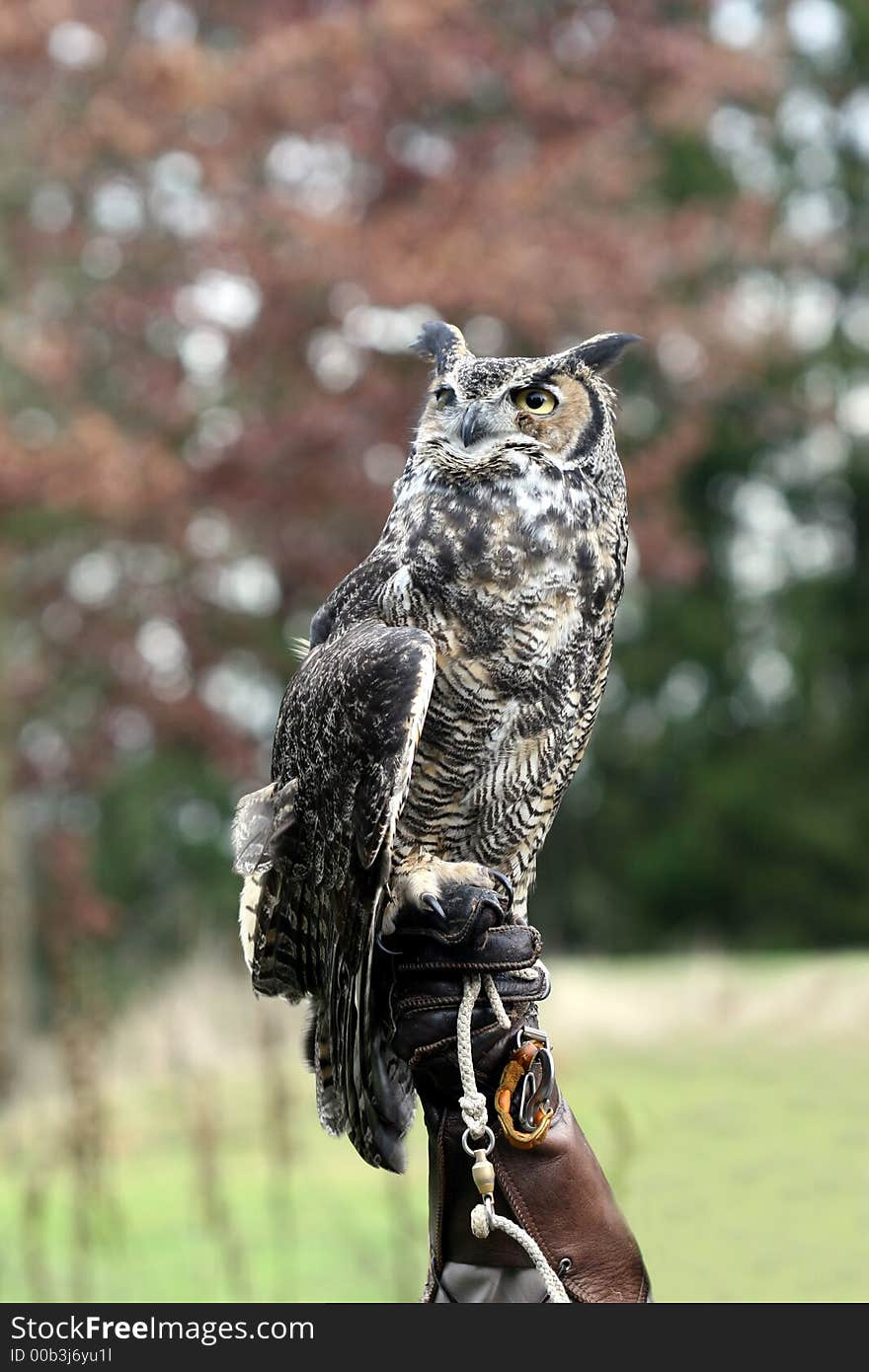 Great Horned Owl