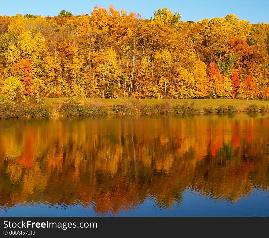 Trees changing colors in a park