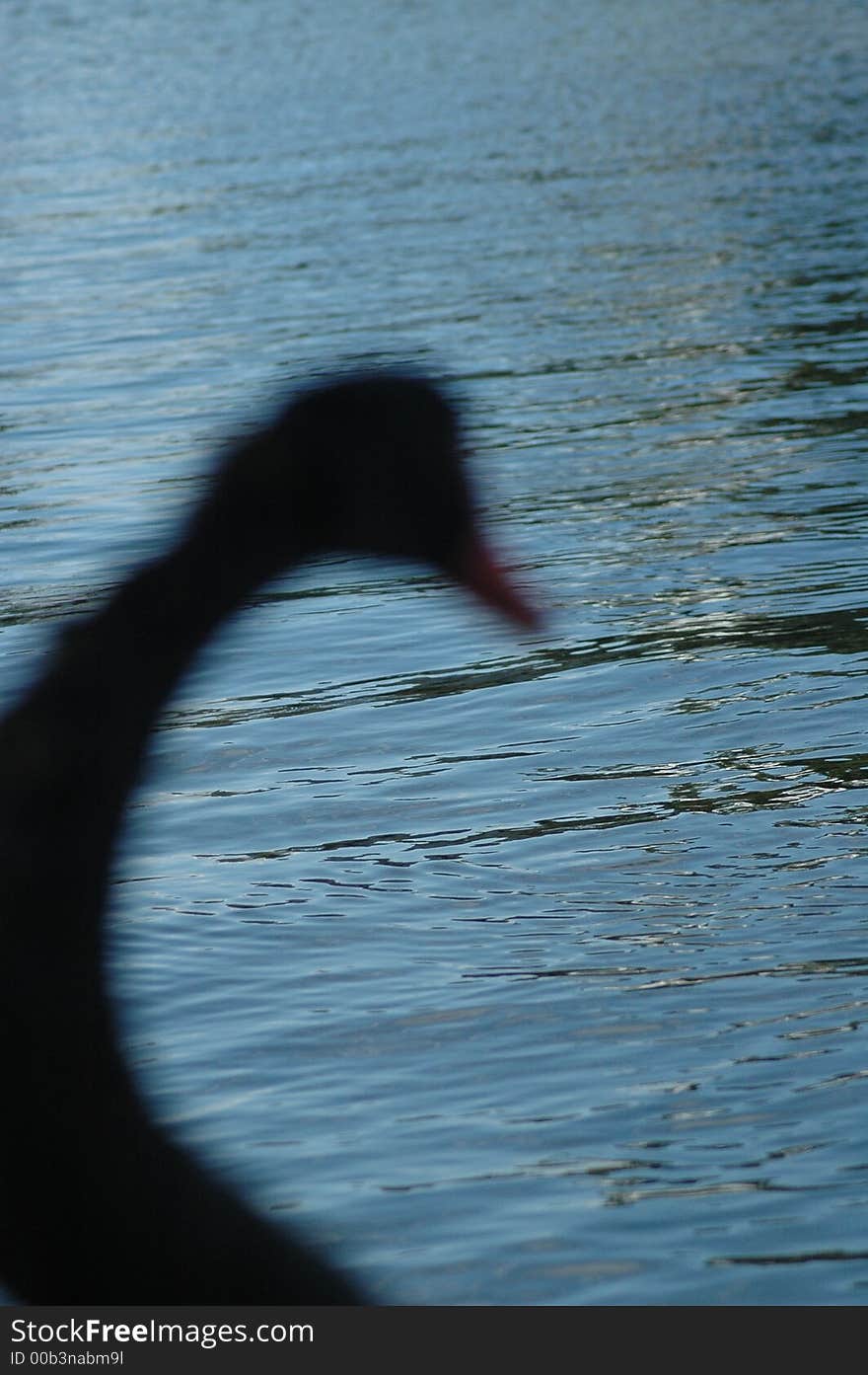 Silhoutte of a curious geese