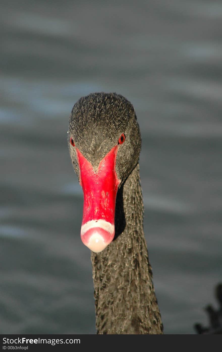 Expressive red beak with articulated white stripe. Expressive red beak with articulated white stripe