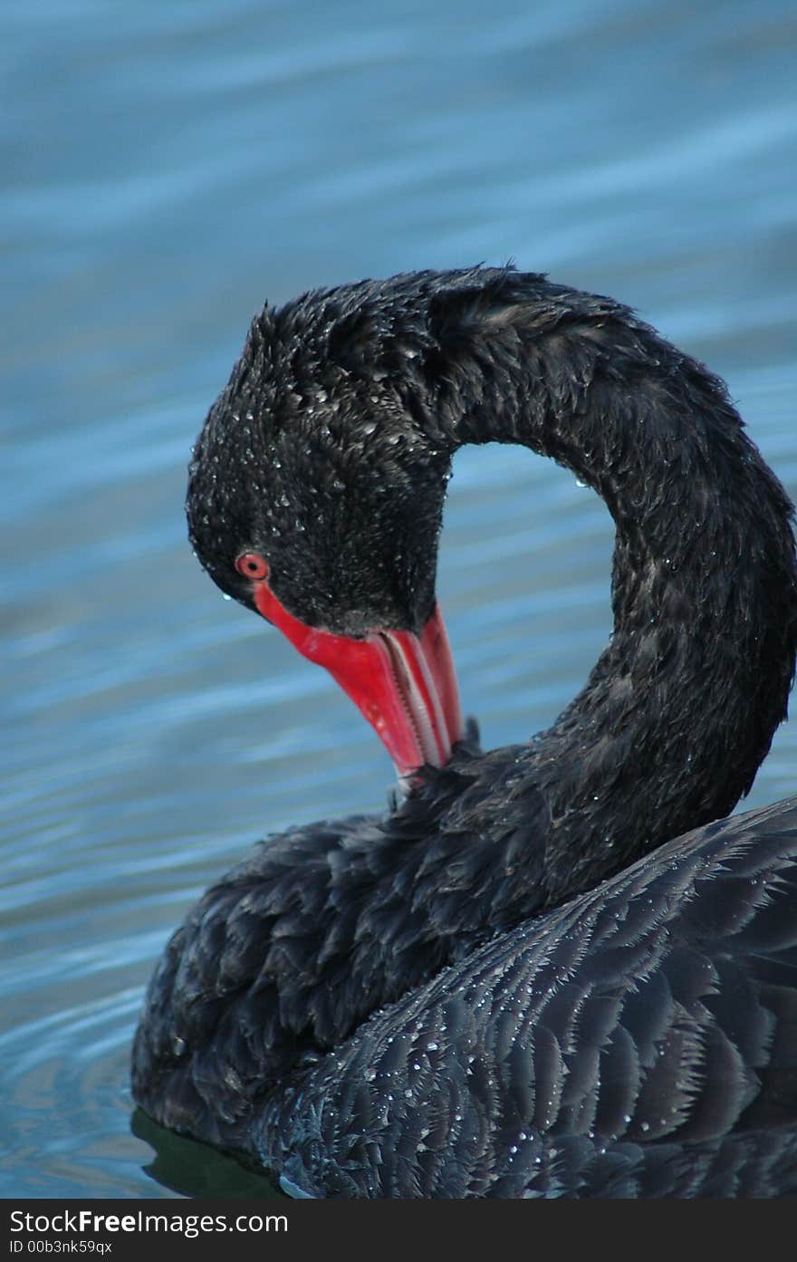 Self-grooming after a warm day