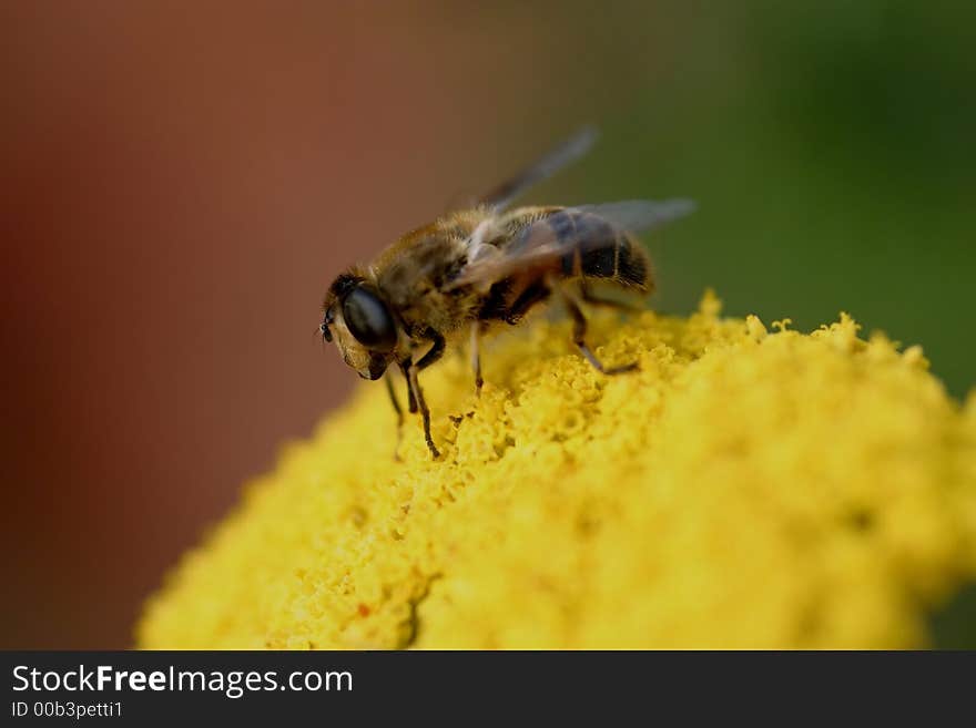 As their common names suggest, they are often seen hovering or nectaring at flowers; the adults feed mainly on nectar and pollen, while the larvae (maggots) eat a wide range of foods. As their common names suggest, they are often seen hovering or nectaring at flowers; the adults feed mainly on nectar and pollen, while the larvae (maggots) eat a wide range of foods.