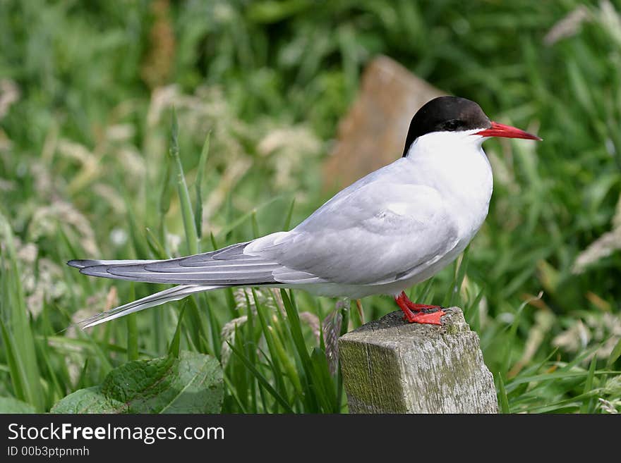 Arctic Tern (sterna paradisea)