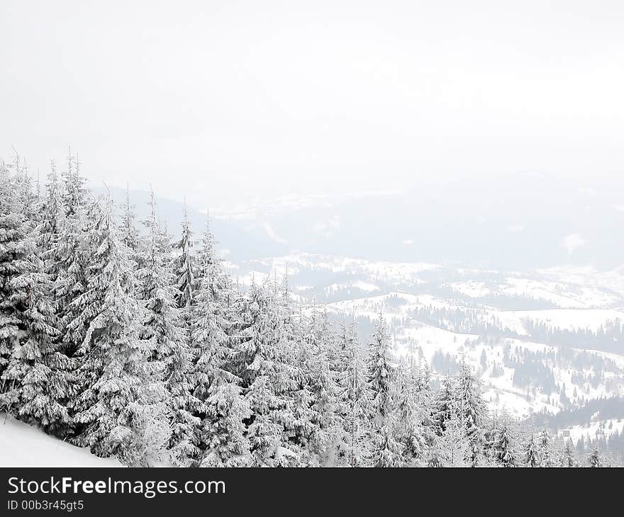 A part of snow-covered mountain forest. A part of snow-covered mountain forest