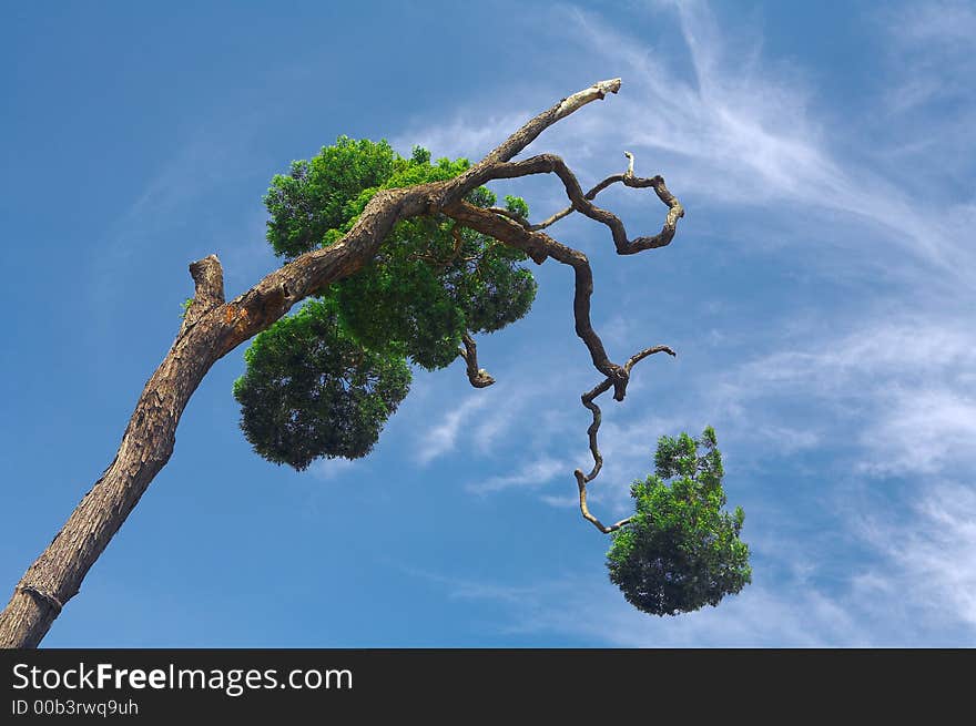 View of  freakish shape tree rising up into the sky