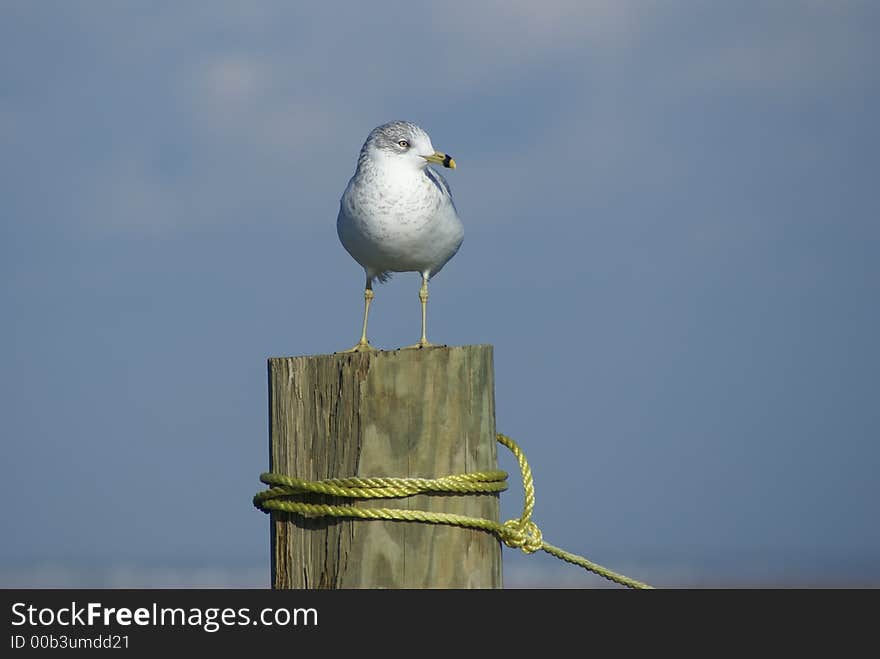 Seagull