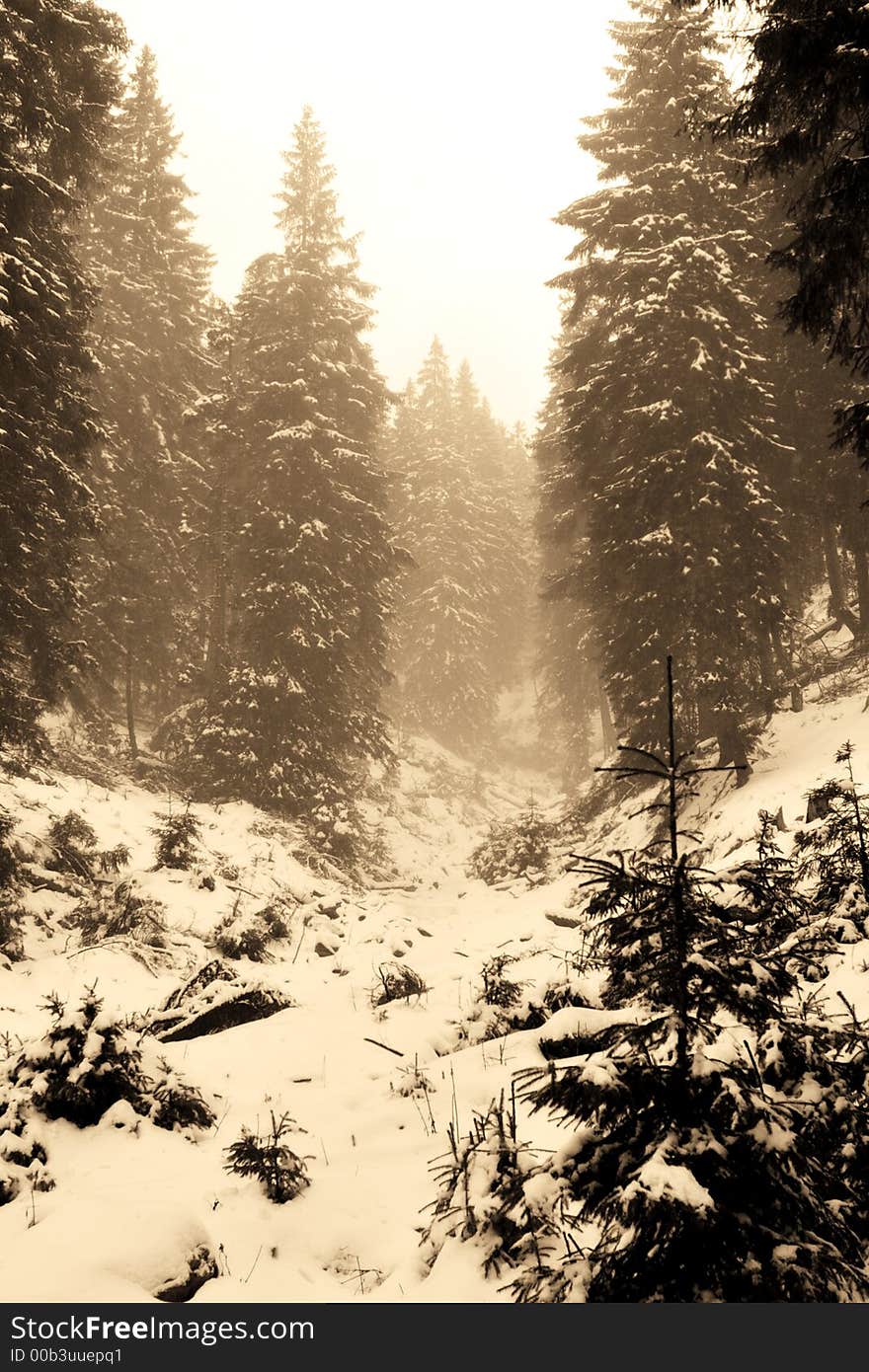 Sepia forest in winter time landscape