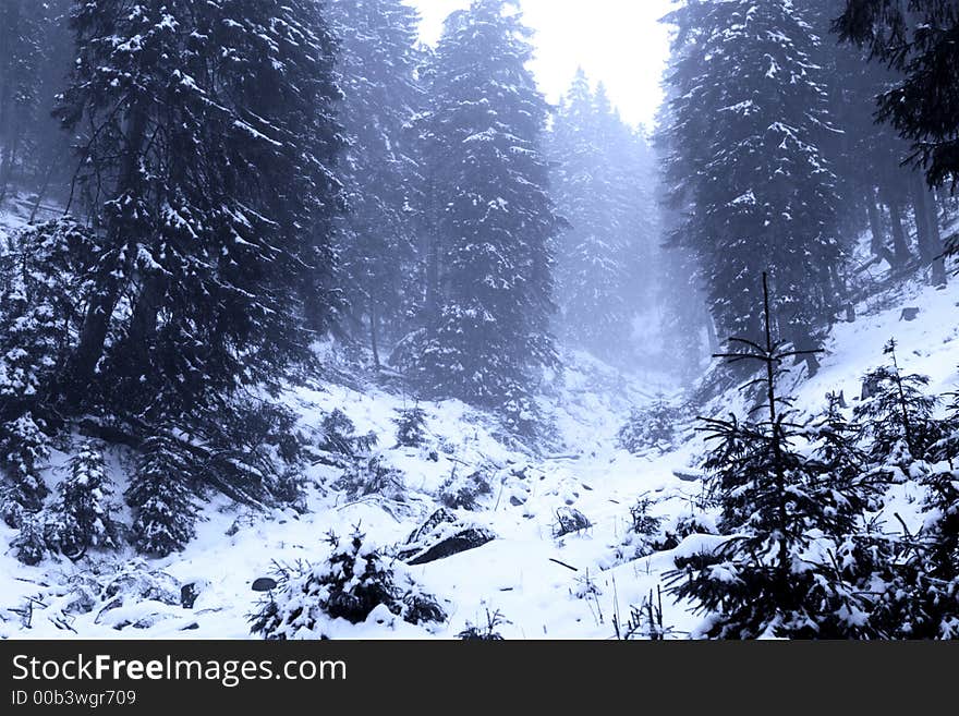 Blue forest in winter time landscape