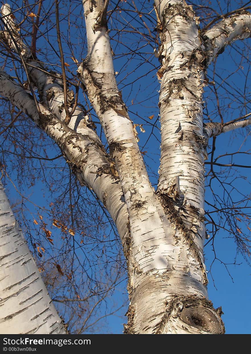 Leafless birch tree standing against a dark blue sky on a bright winter day. Leafless birch tree standing against a dark blue sky on a bright winter day