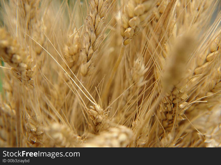 The closeup of some wheat. The closeup of some wheat