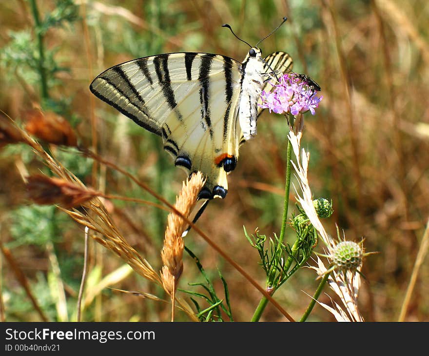 A closeup of a beautiful butterfly