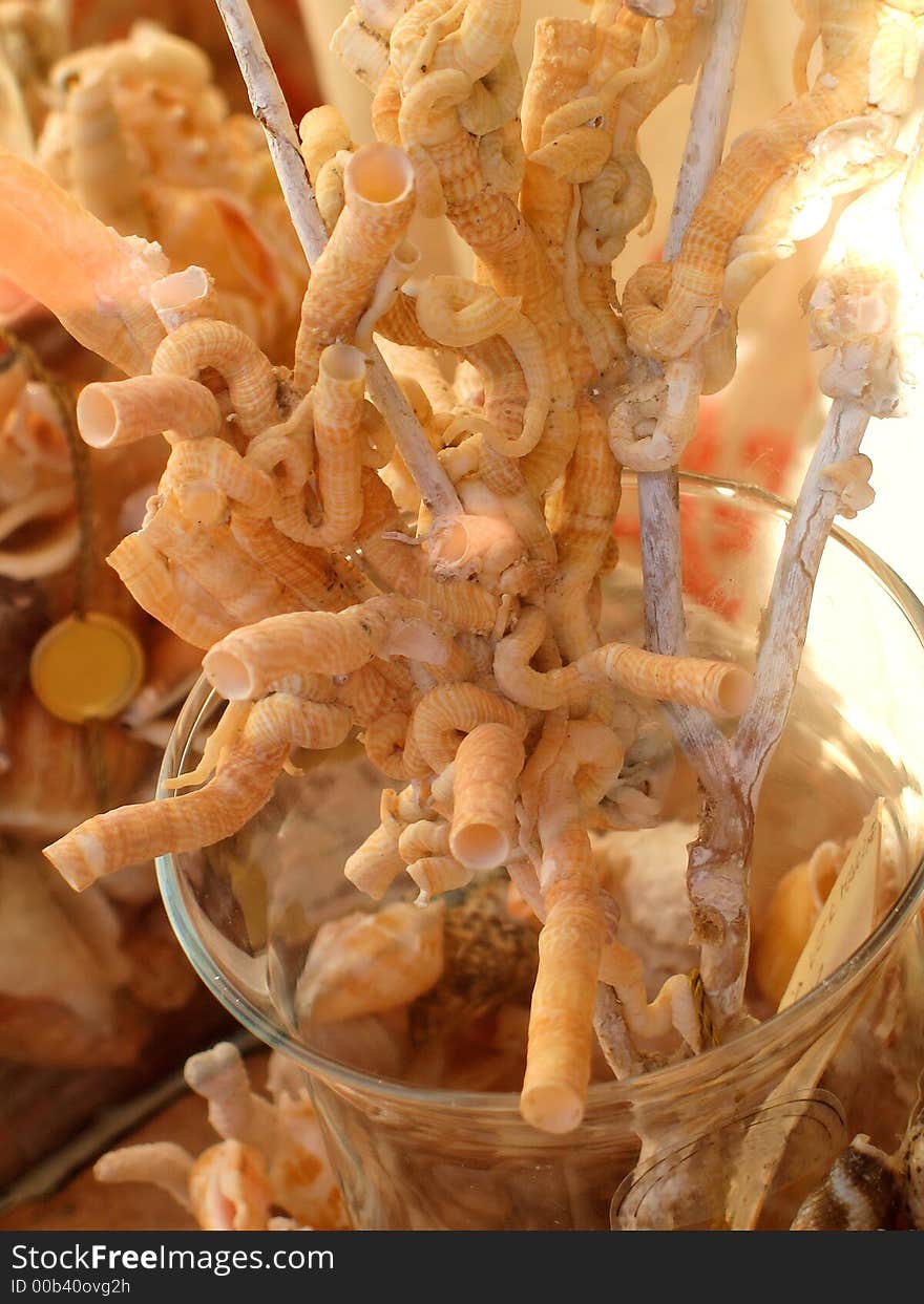 A closeup of some dead corals